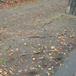 obnažené kořeny kaštanů v aleji