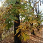 listy napadene  klinenkou