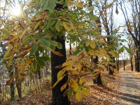 listy napadene klinenkou