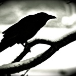 634f065ff1_94480132_o2