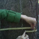 Smrk s obvodem 135 cm